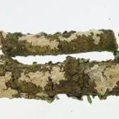 thumbnail for publication: Fungal Diseases of Plants